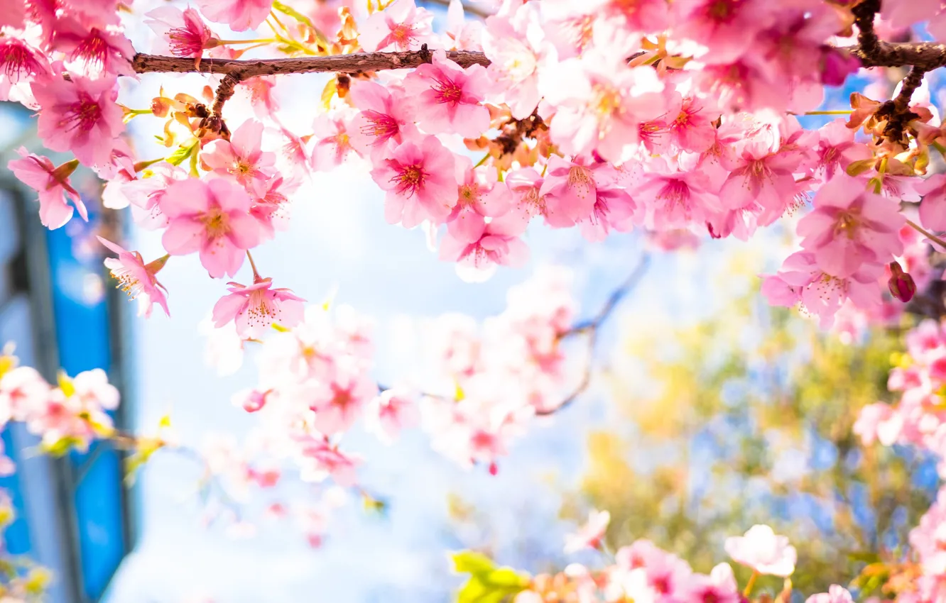Photo wallpaper petals, Sakura, flowering
