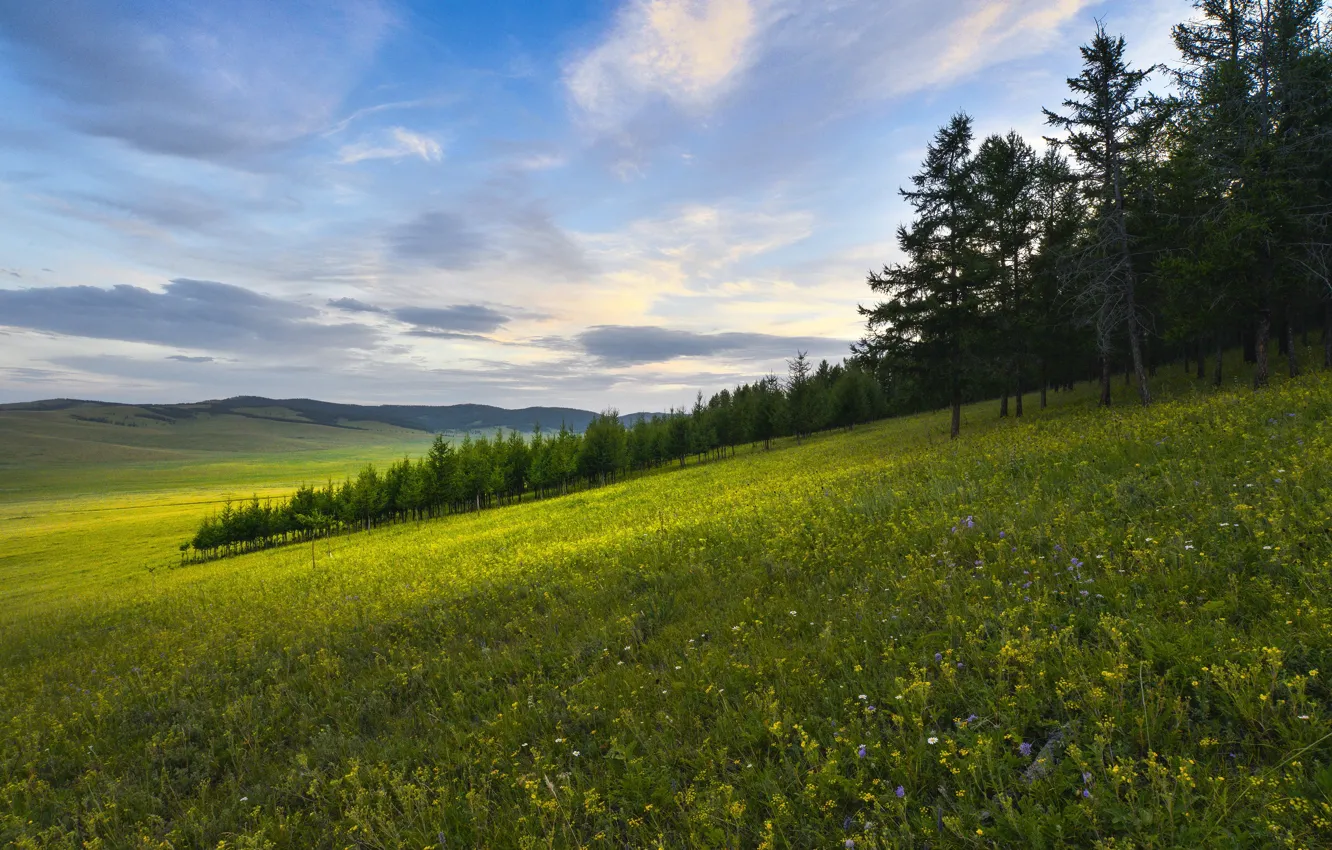 Photo wallpaper field, forest, summer, flowers, slope, meadow