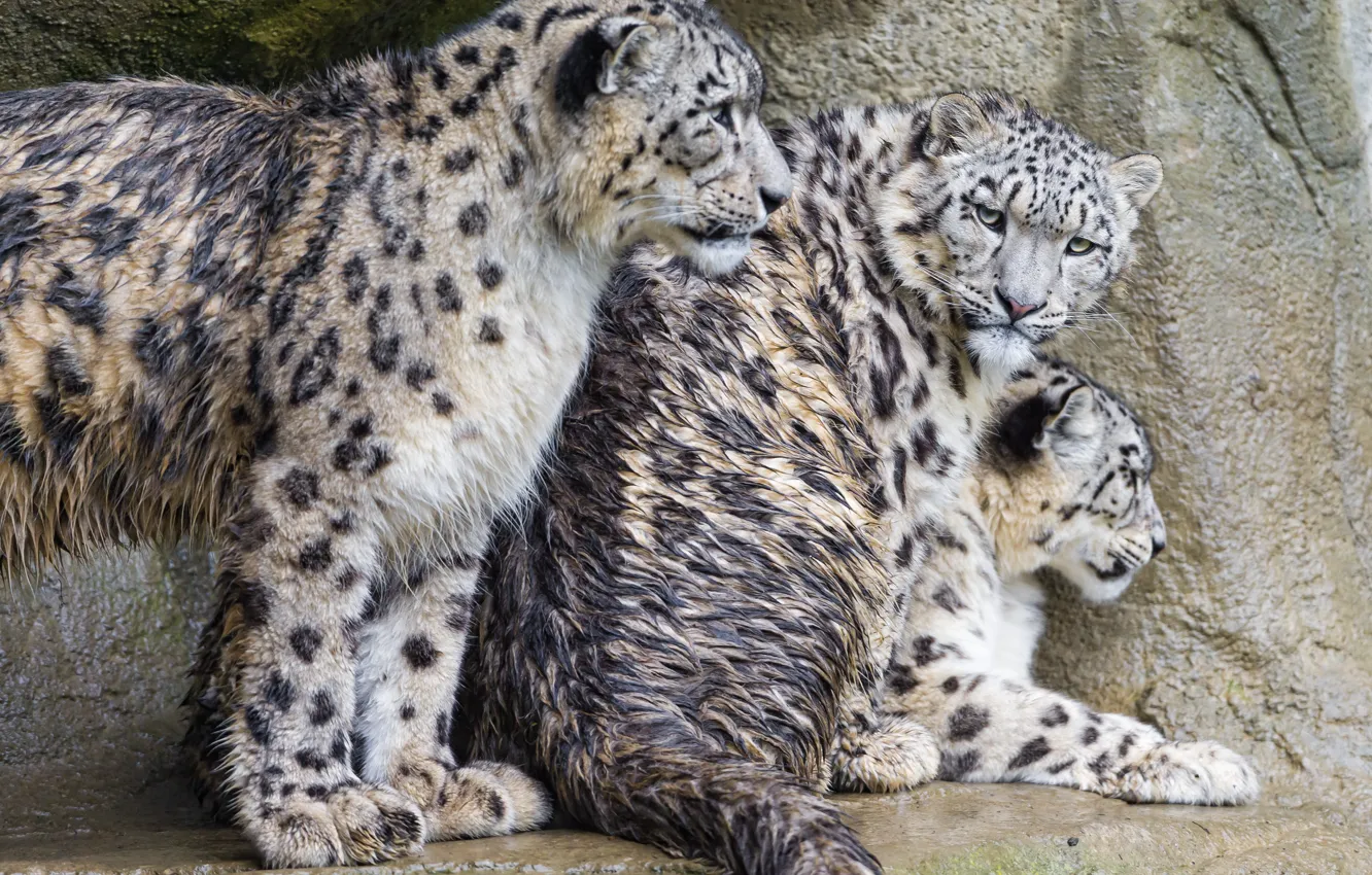 Photo wallpaper cat, wet, family, IRBIS, snow leopard, Trinity, ©Tambako The Jaguar