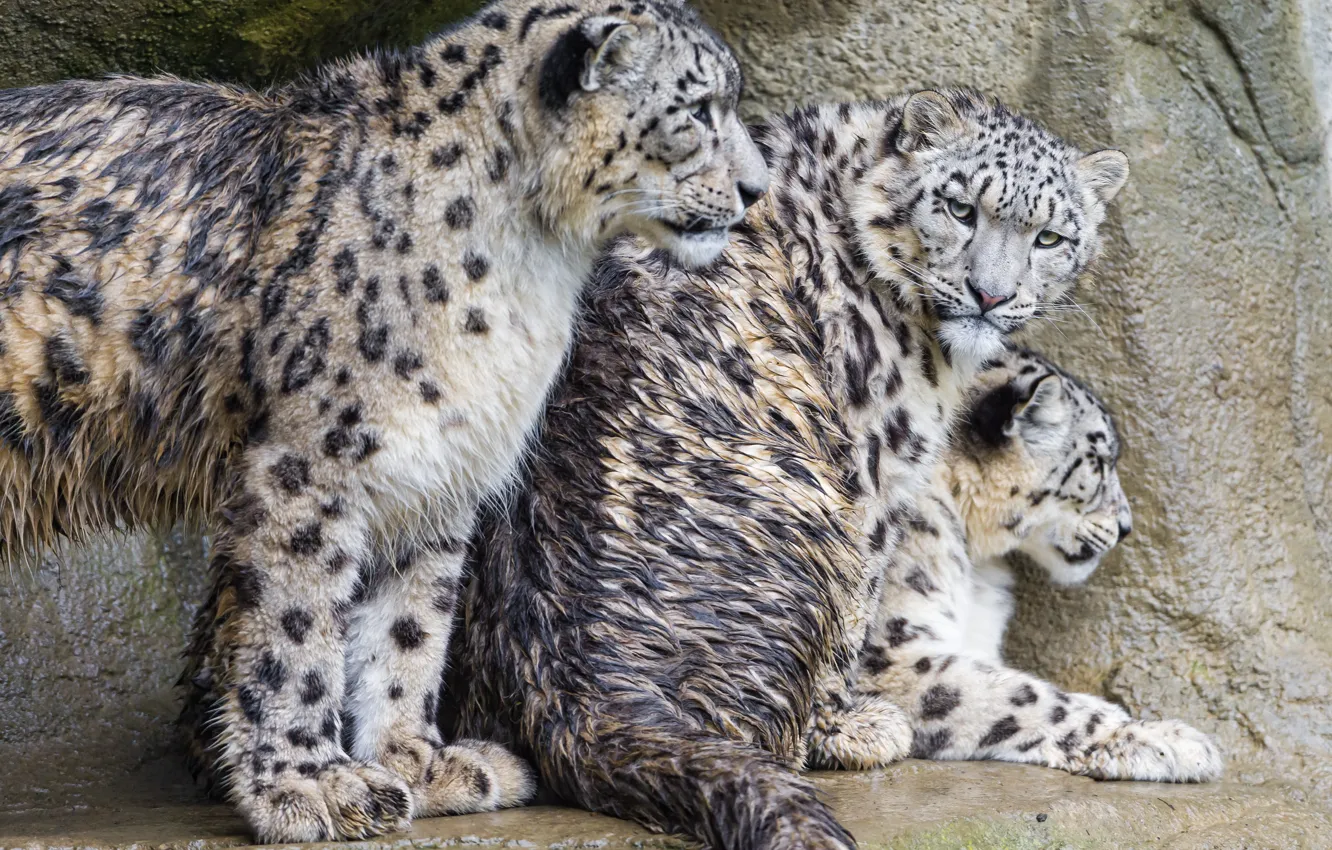 Photo wallpaper cats, family, IRBIS, snow leopard, wet, Trinity, ©Tambako The Jaguar