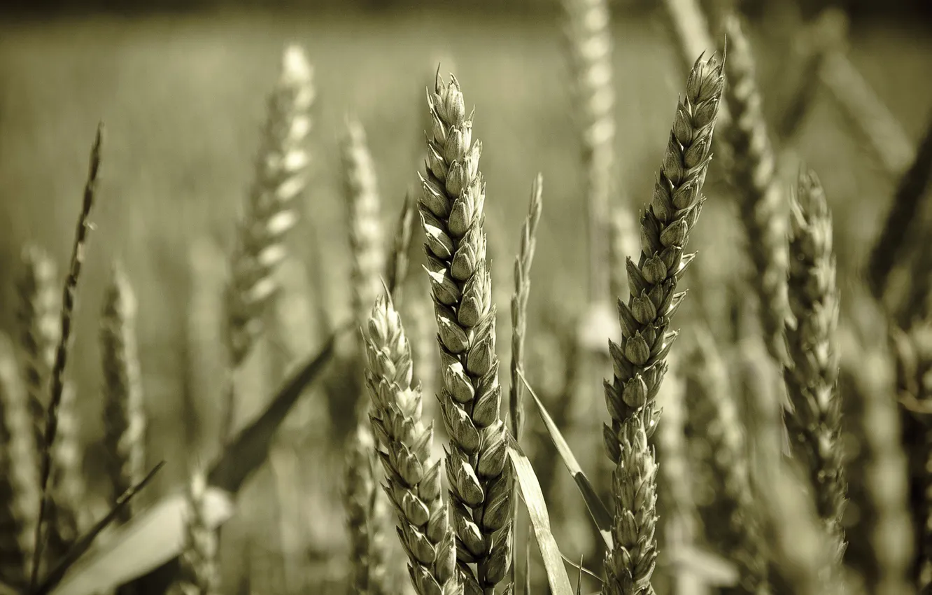 Photo wallpaper wheat, macro, grain