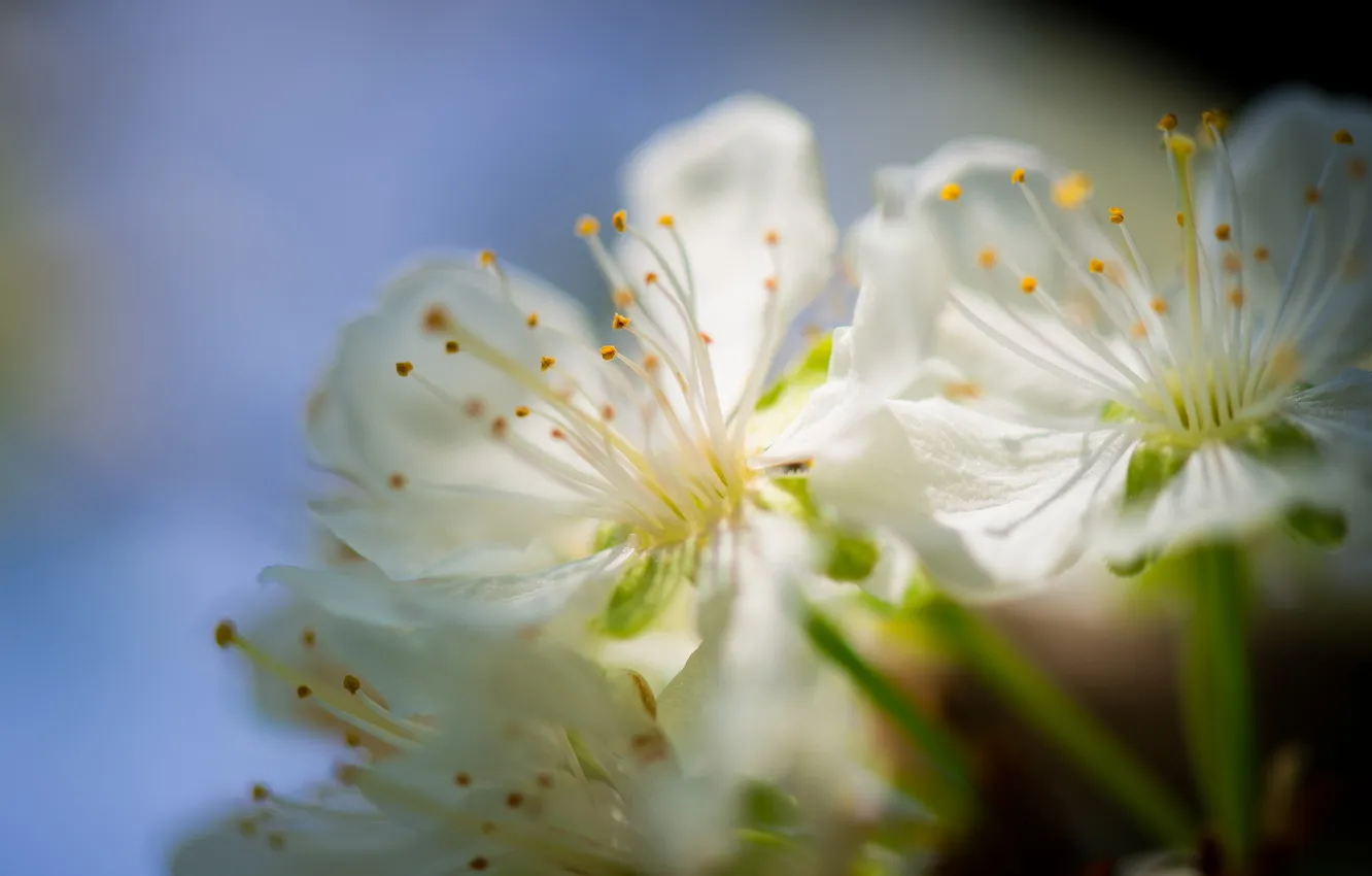 Photo wallpaper macro, flowers, nature