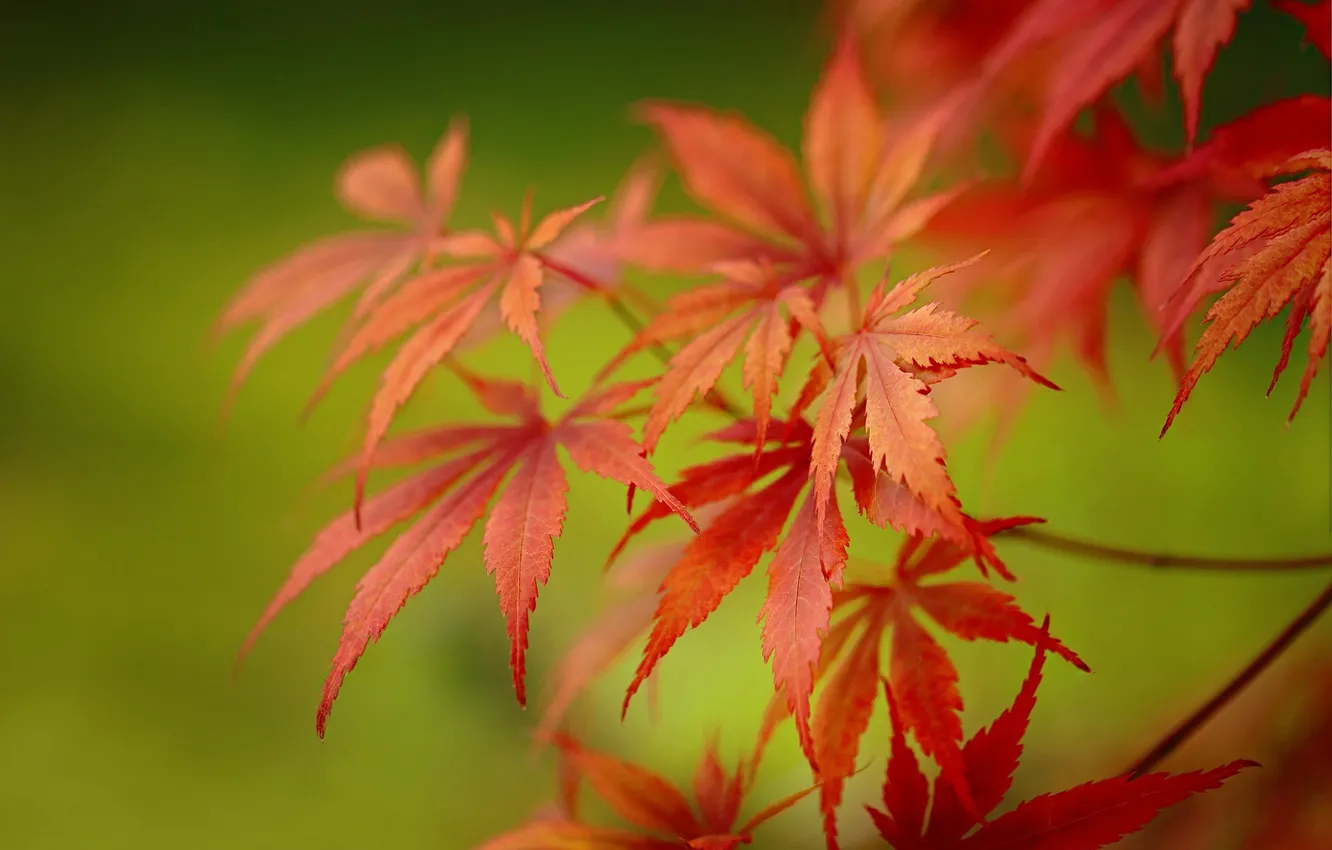 Photo wallpaper leaves, branches, blur, bokeh, maple Japanese