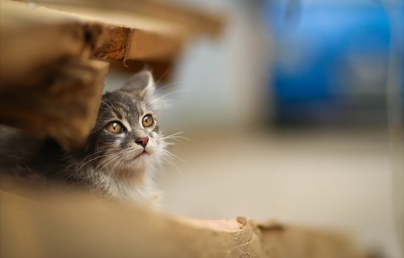 Photo wallpaper trees, blue, Board, kitty