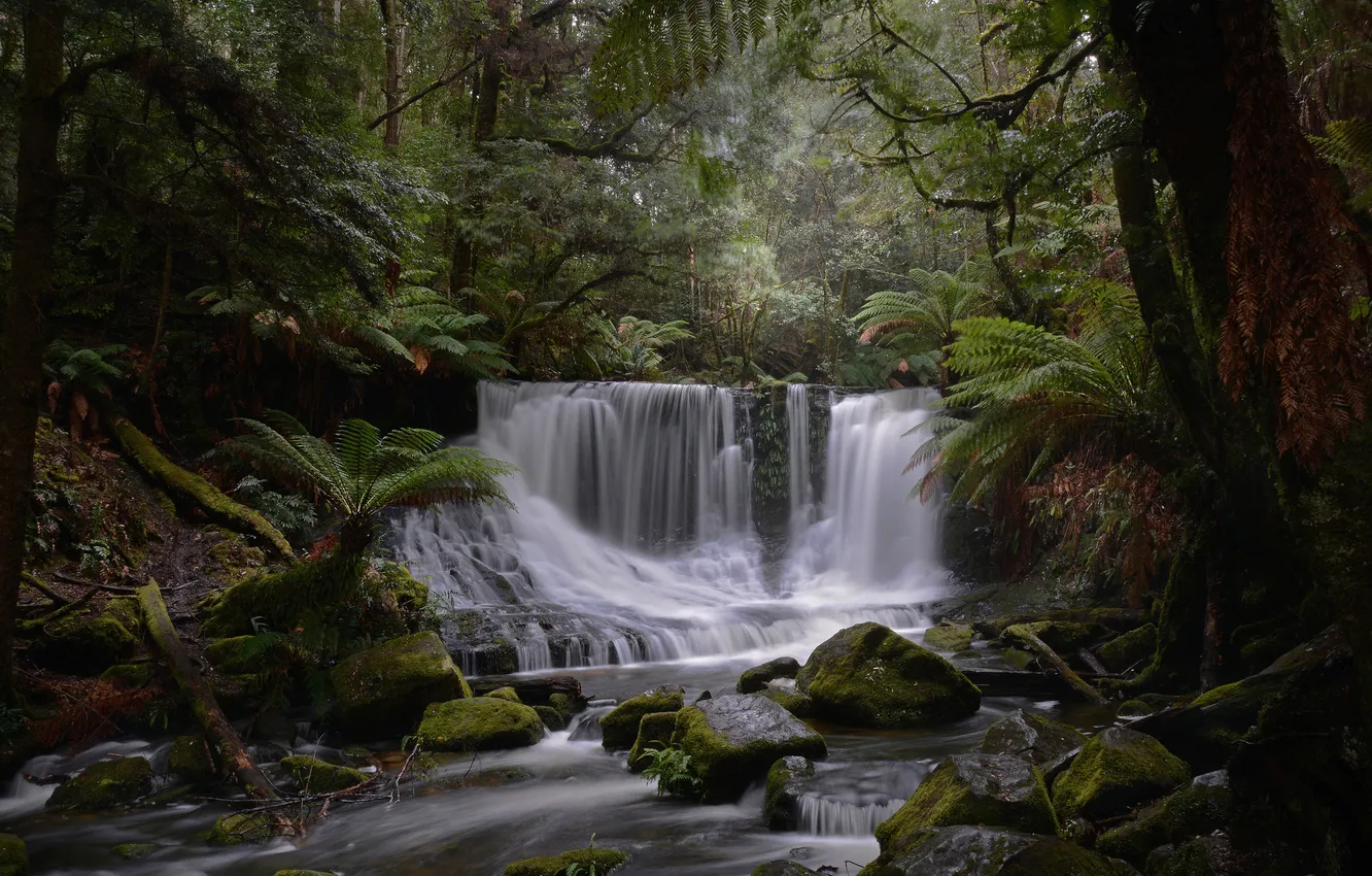 Photo wallpaper forest, trees, river, stones, thickets, waterfall