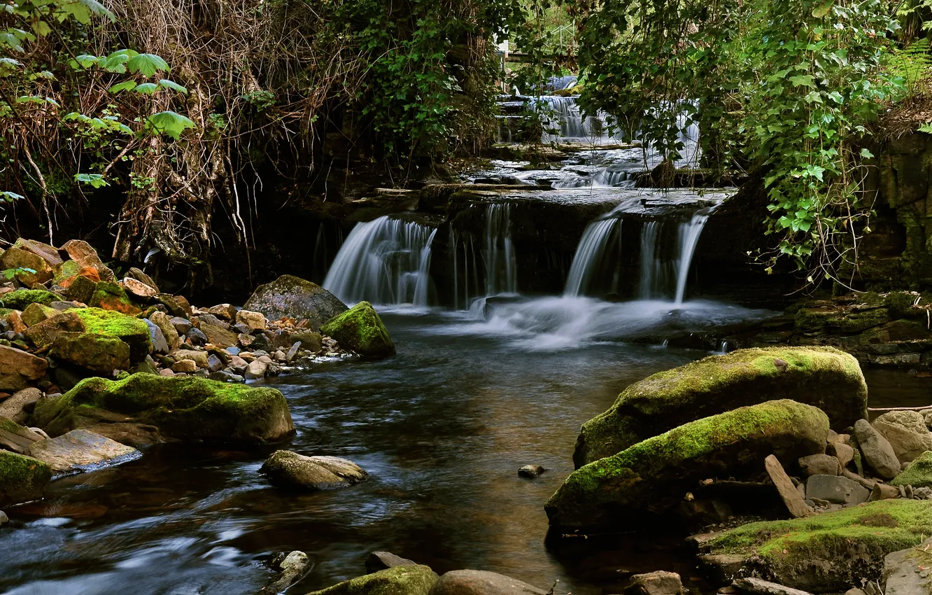 Photo wallpaper forest, trees, river, stones, waterfall, stream, thresholds