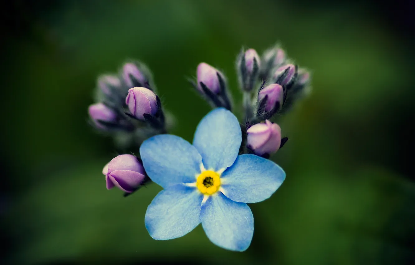 Photo wallpaper macro, flowers, buds, forget-me-nots
