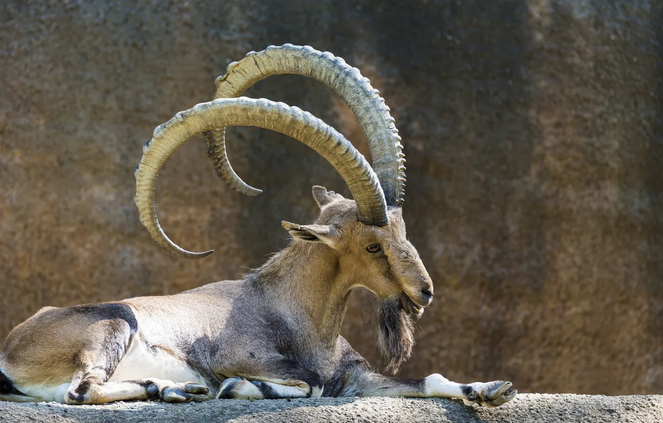 Photo wallpaper horns, zoo, Nubian ibex