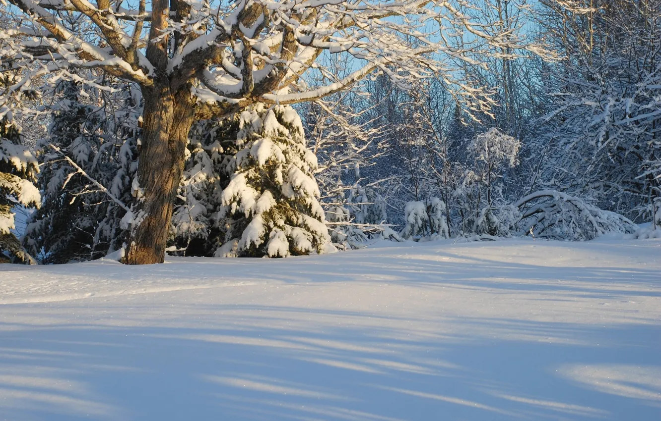 Photo wallpaper winter, forest, snow, trees, Canada, Canada