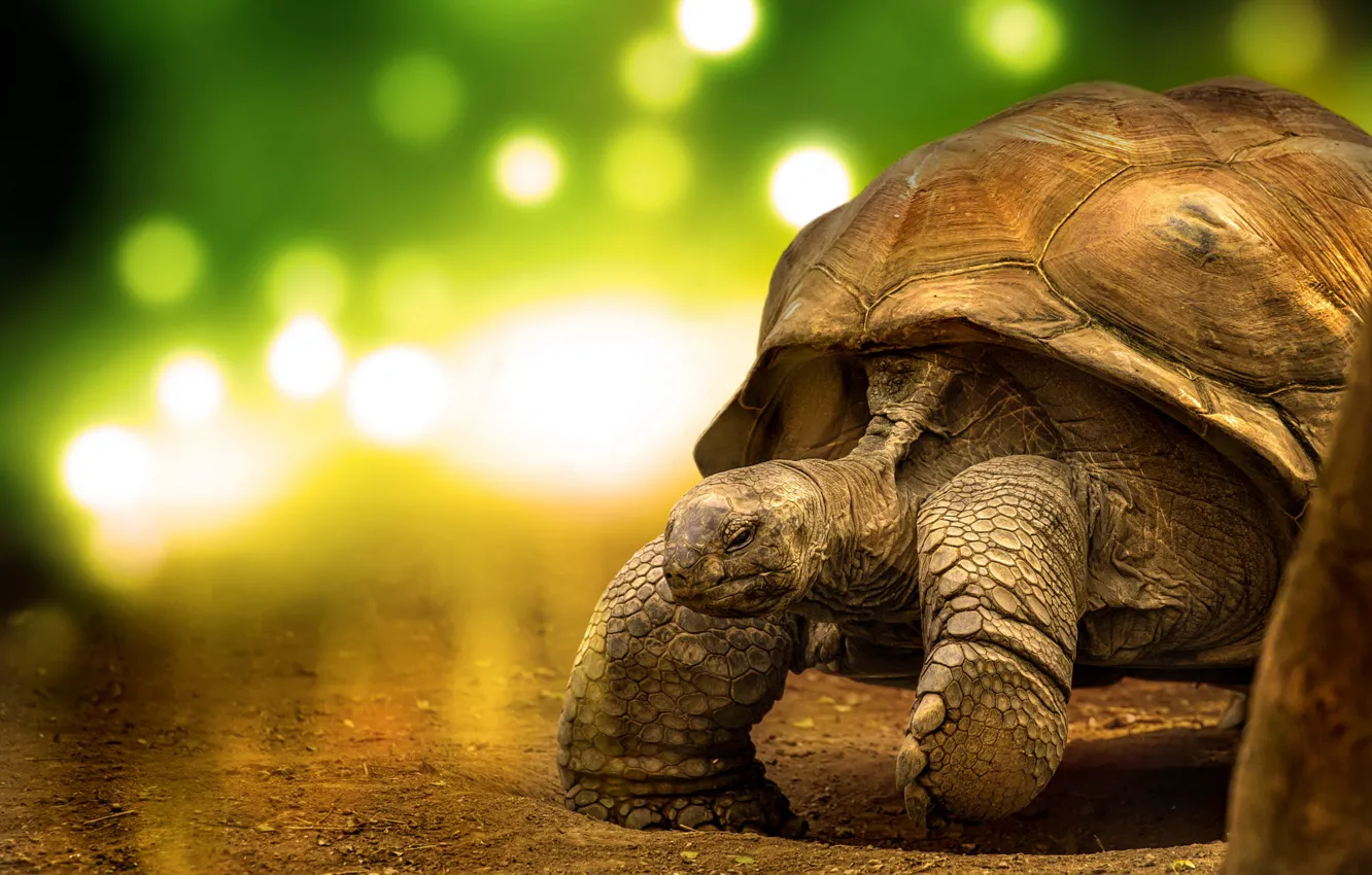 Photo wallpaper light, nature, pose, glare, turtle, paws, claws, walk