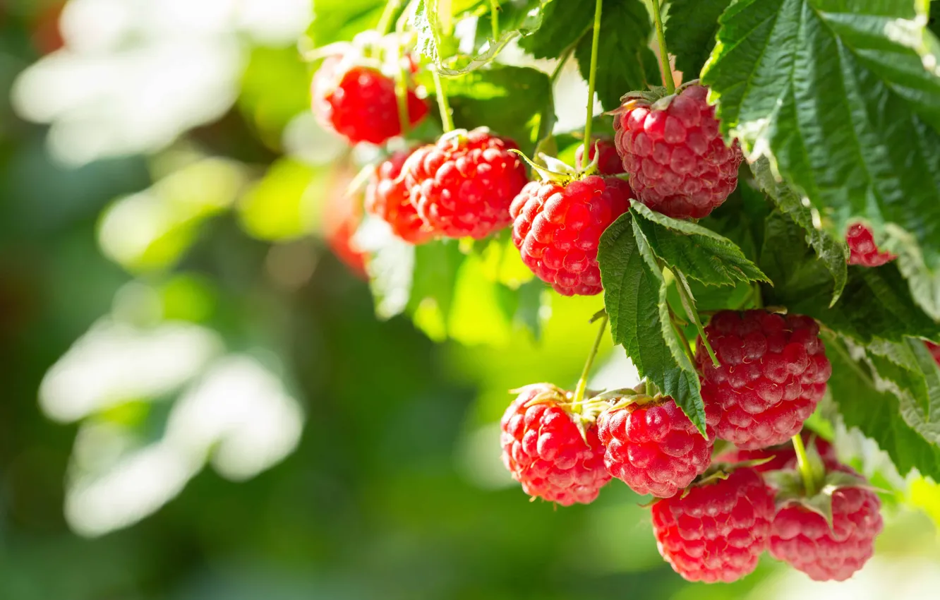 Photo wallpaper summer, leaves, light, branches, red, berries, raspberry, the bushes