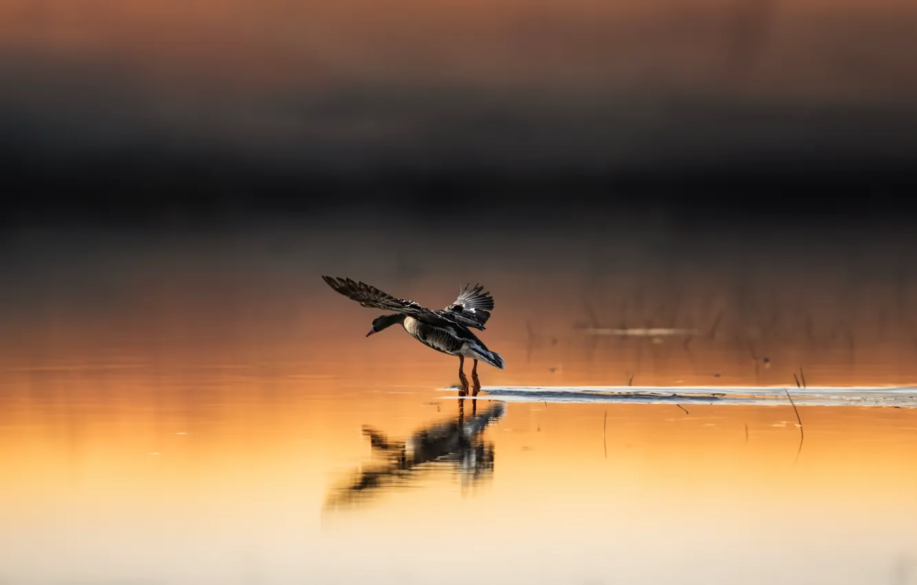 Photo wallpaper bird, duck, pond, AI art, neural network