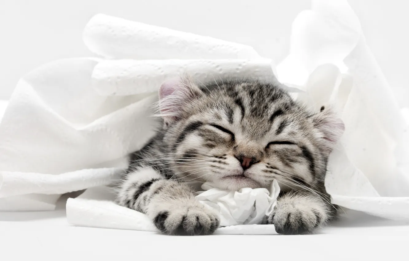Photo wallpaper cat, kitty, sleep, sleeping, toilet paper