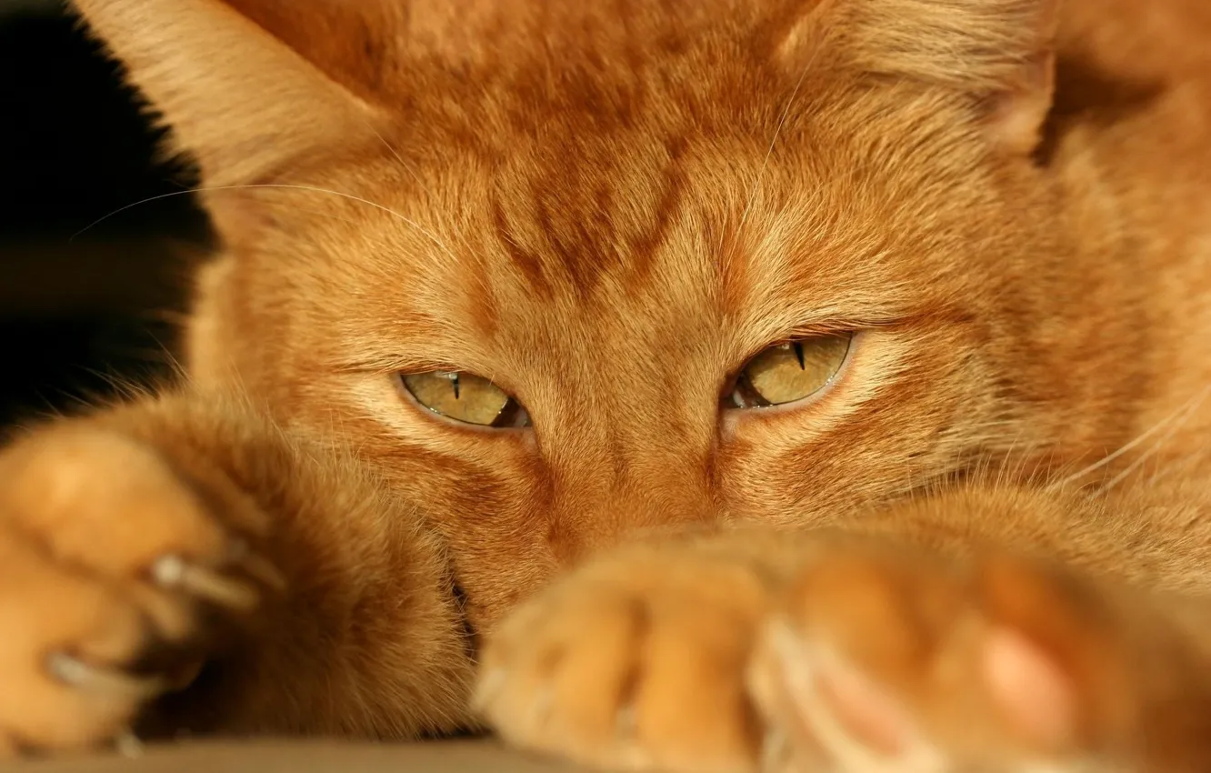 Photo wallpaper cat, red, vzglead