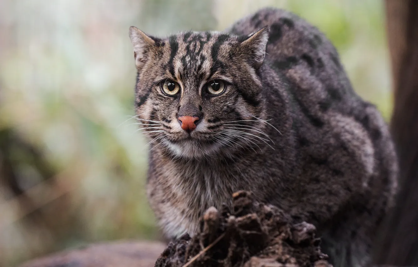 Photo wallpaper cat, look, face, background, wild cat, wild, angler, Fisher cat
