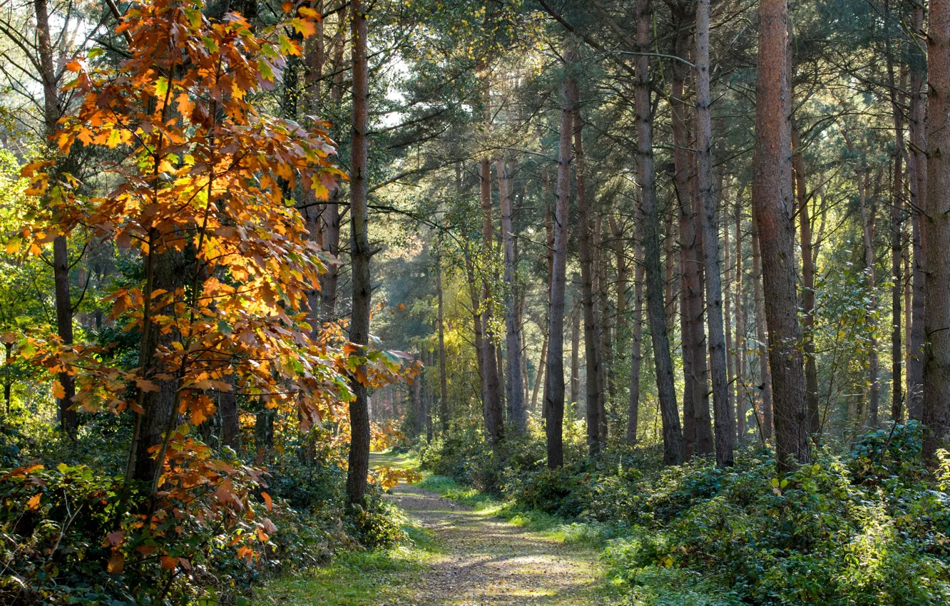 Photo wallpaper autumn, forest, trees, nature, path
