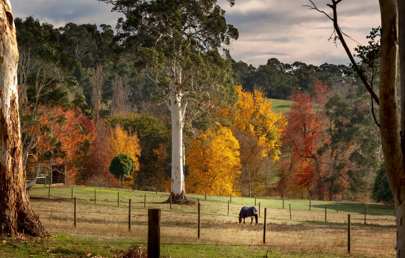 Photo wallpaper autumn, trees, landscape, nature, horse, foliage, horse, pasture
