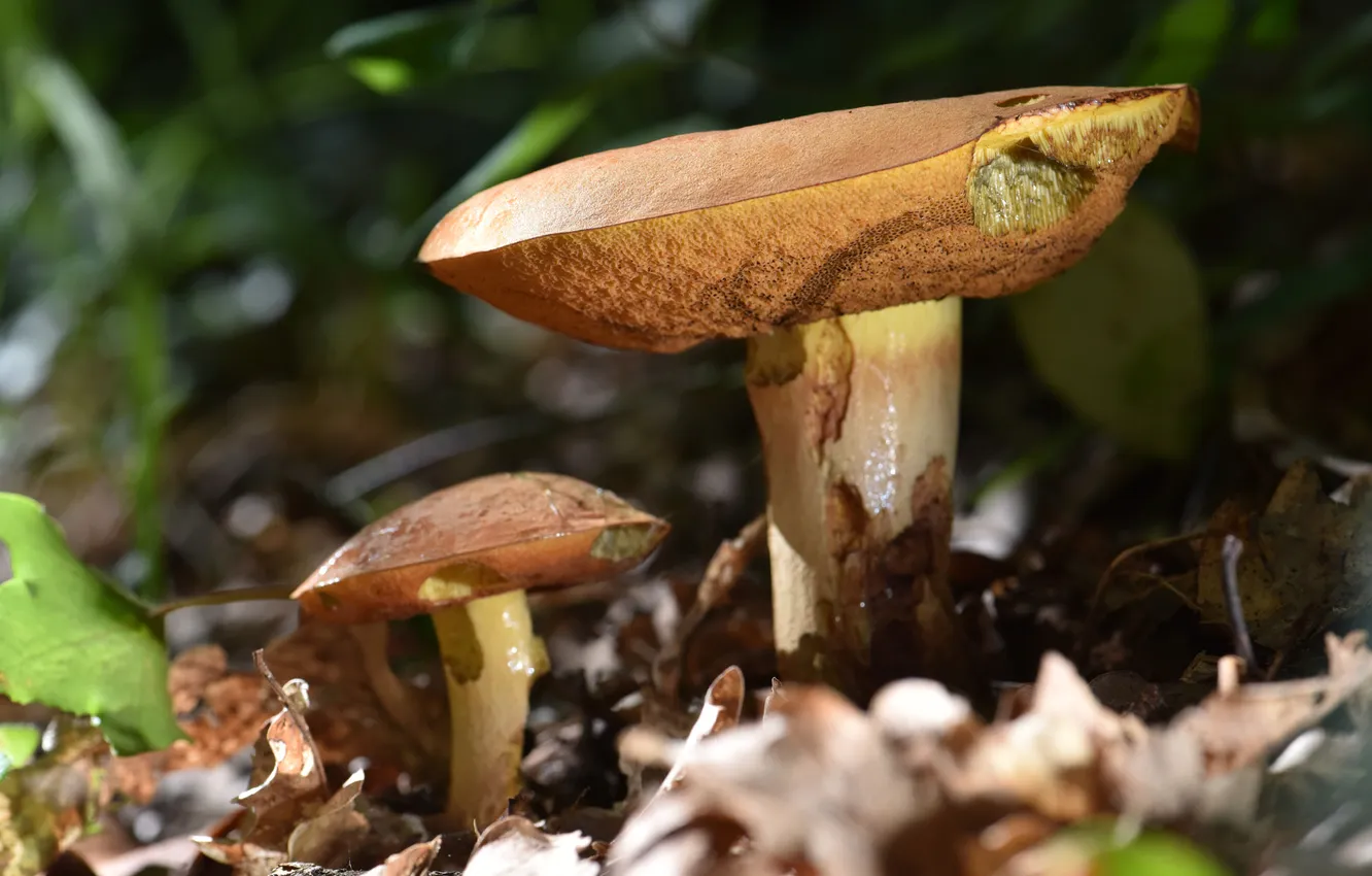 Photo wallpaper leaves, nature, mushrooms, clearing, dad, Greasers, son, boletus