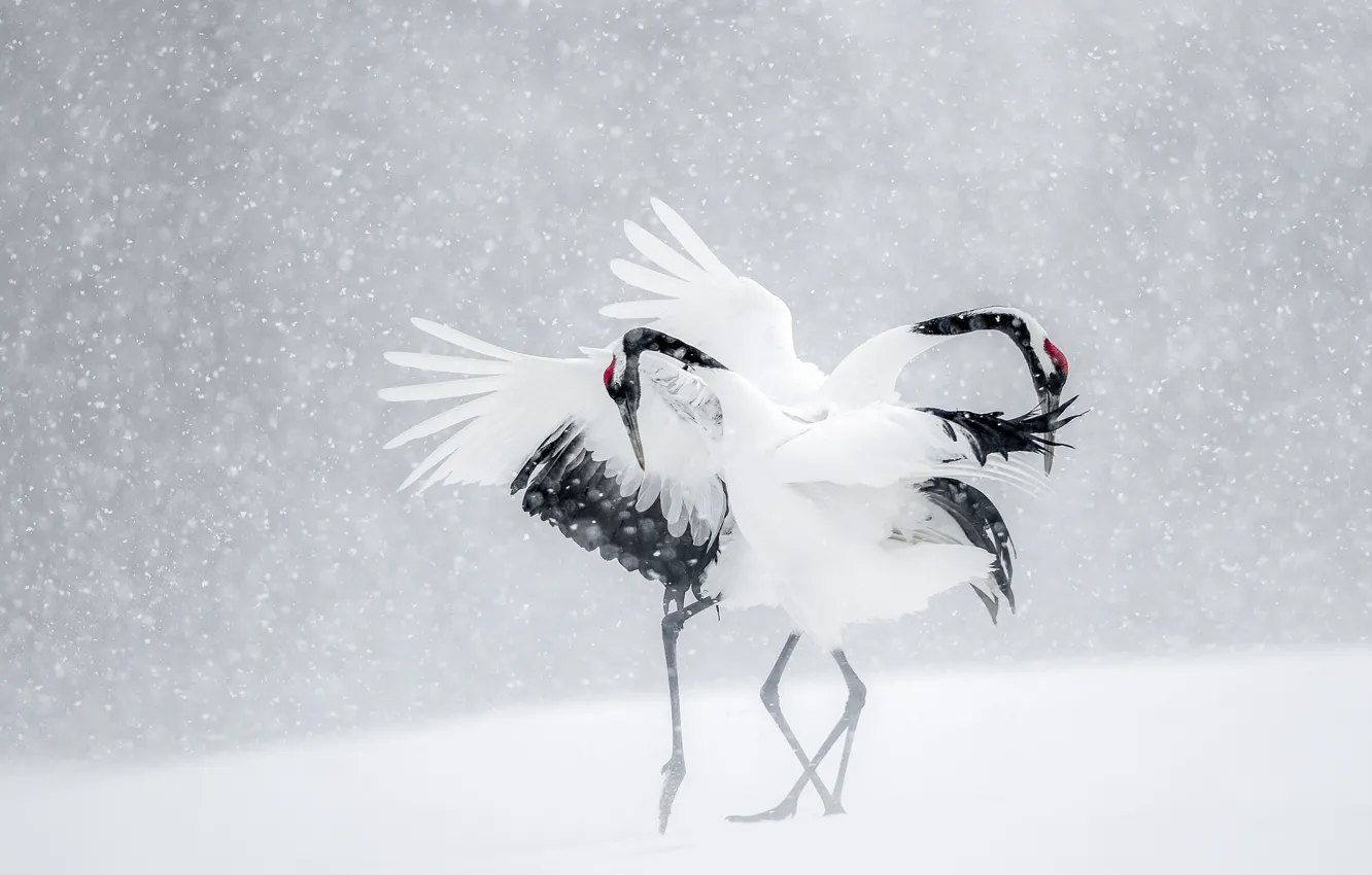 Photo wallpaper winter, snow, birds, dance, Japan, cranes