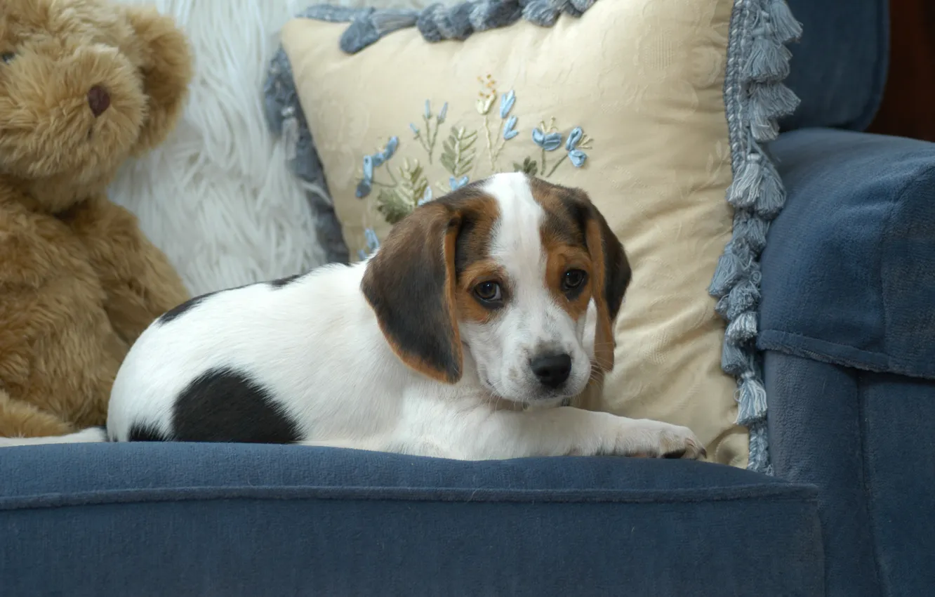 Photo wallpaper blue, toy, dog, chair, bear, cute, puppy, pillow