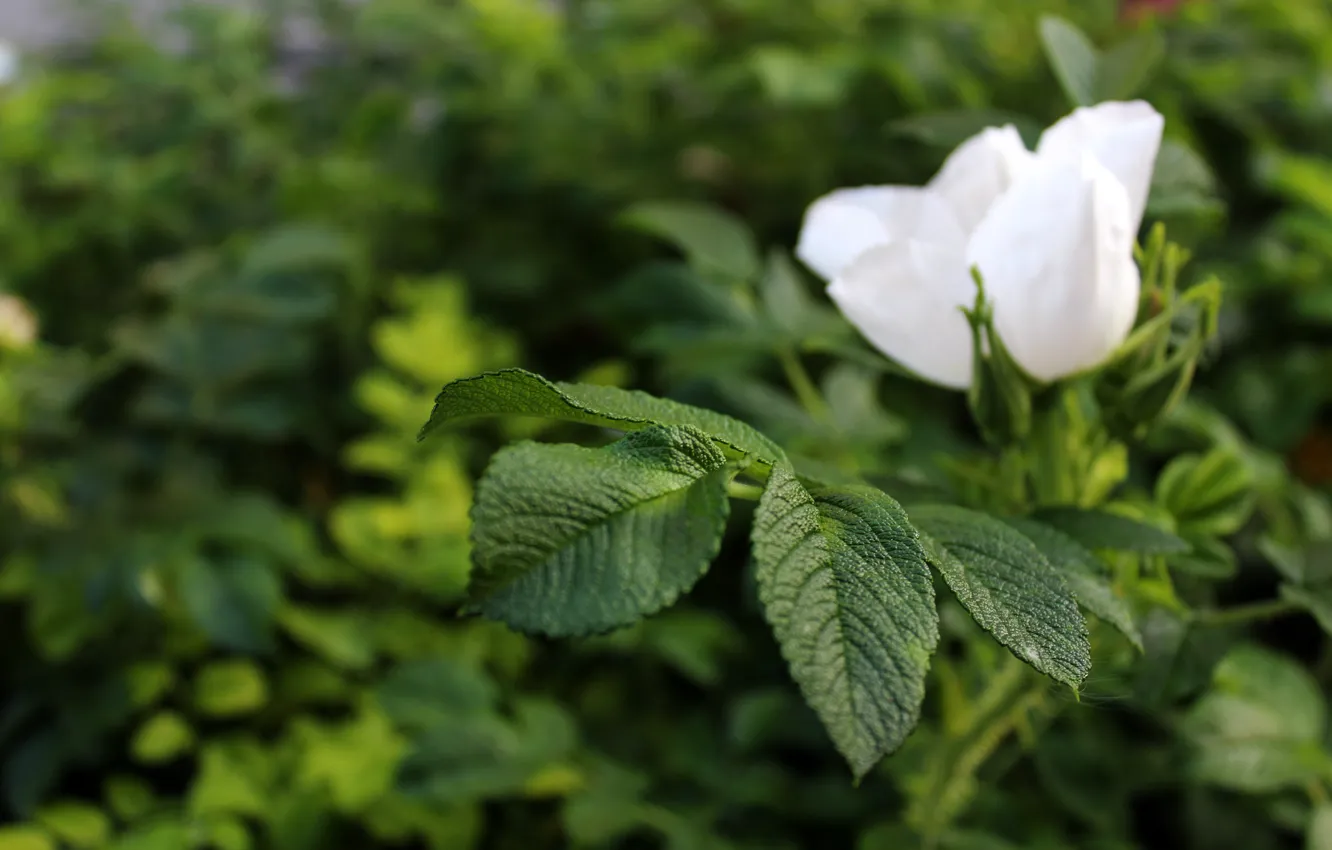 Photo wallpaper macro, flowers, nature