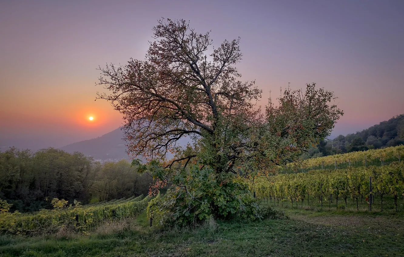 Photo wallpaper tree, morning, vinogradniki