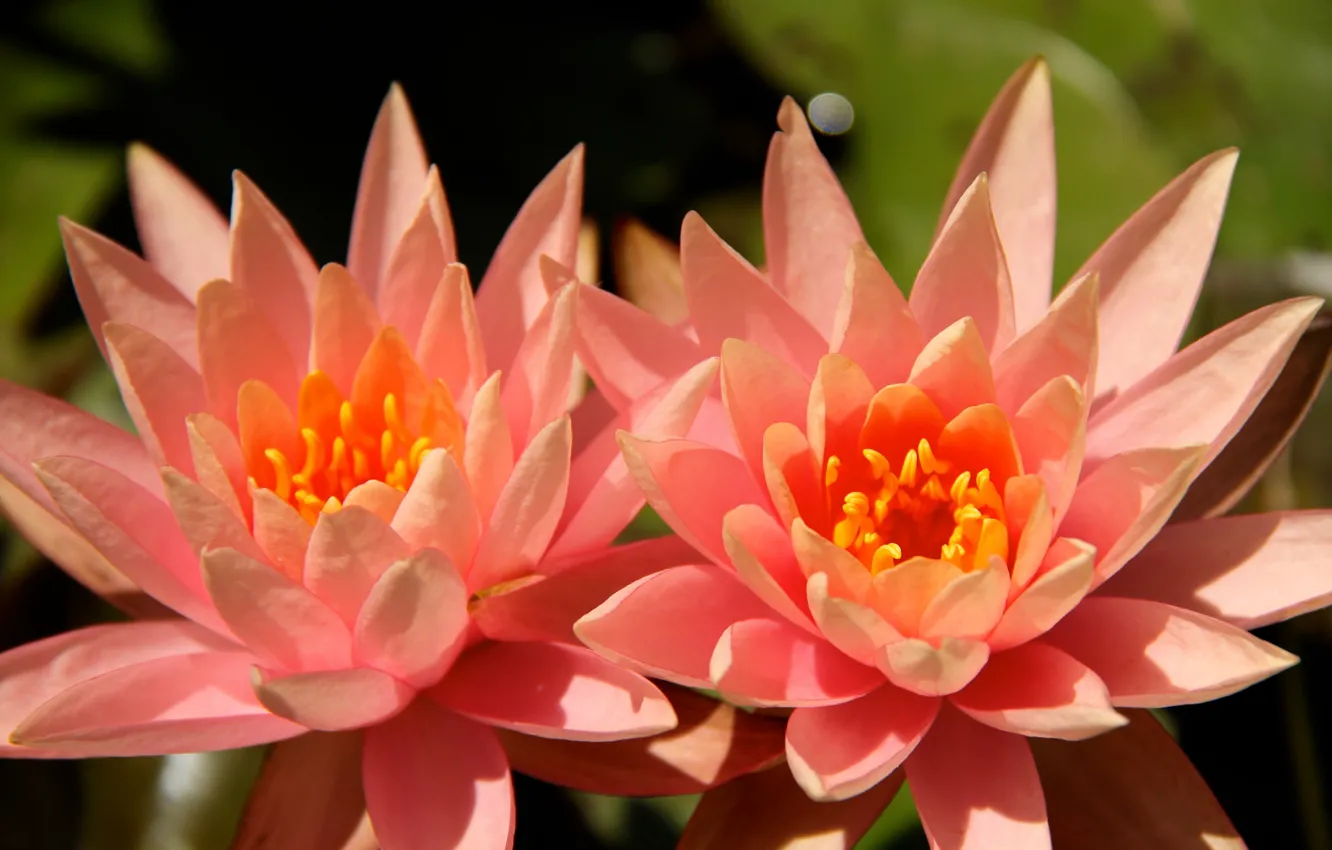 Photo wallpaper flowers, color, pair, bright, water lilies