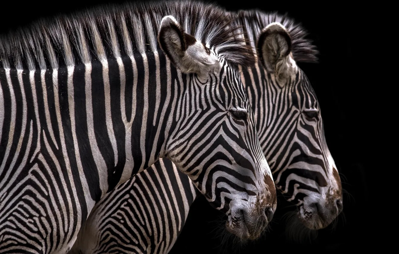 Photo wallpaper strip, Zebra, pair