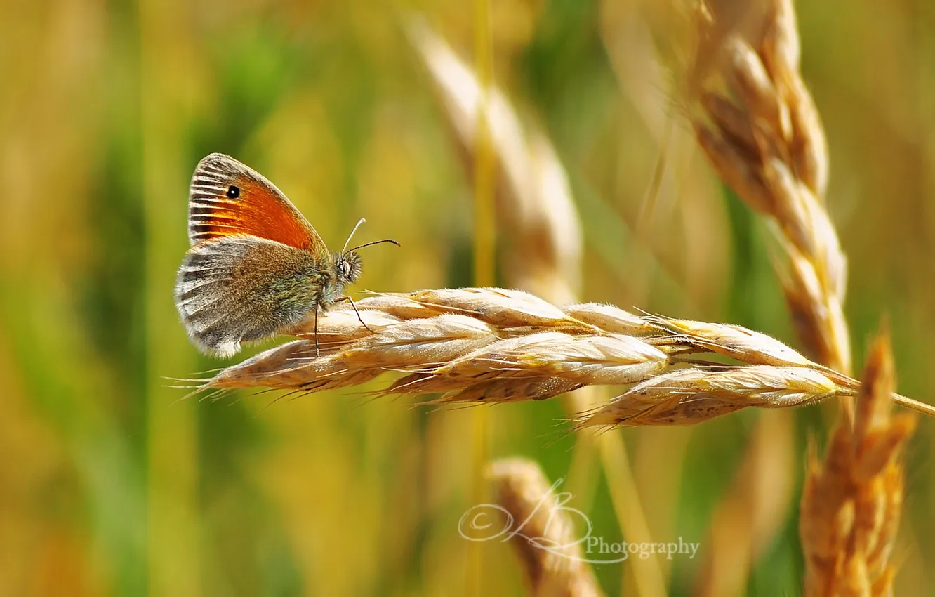 Photo wallpaper greens, butterfly, spikelets, bokeh