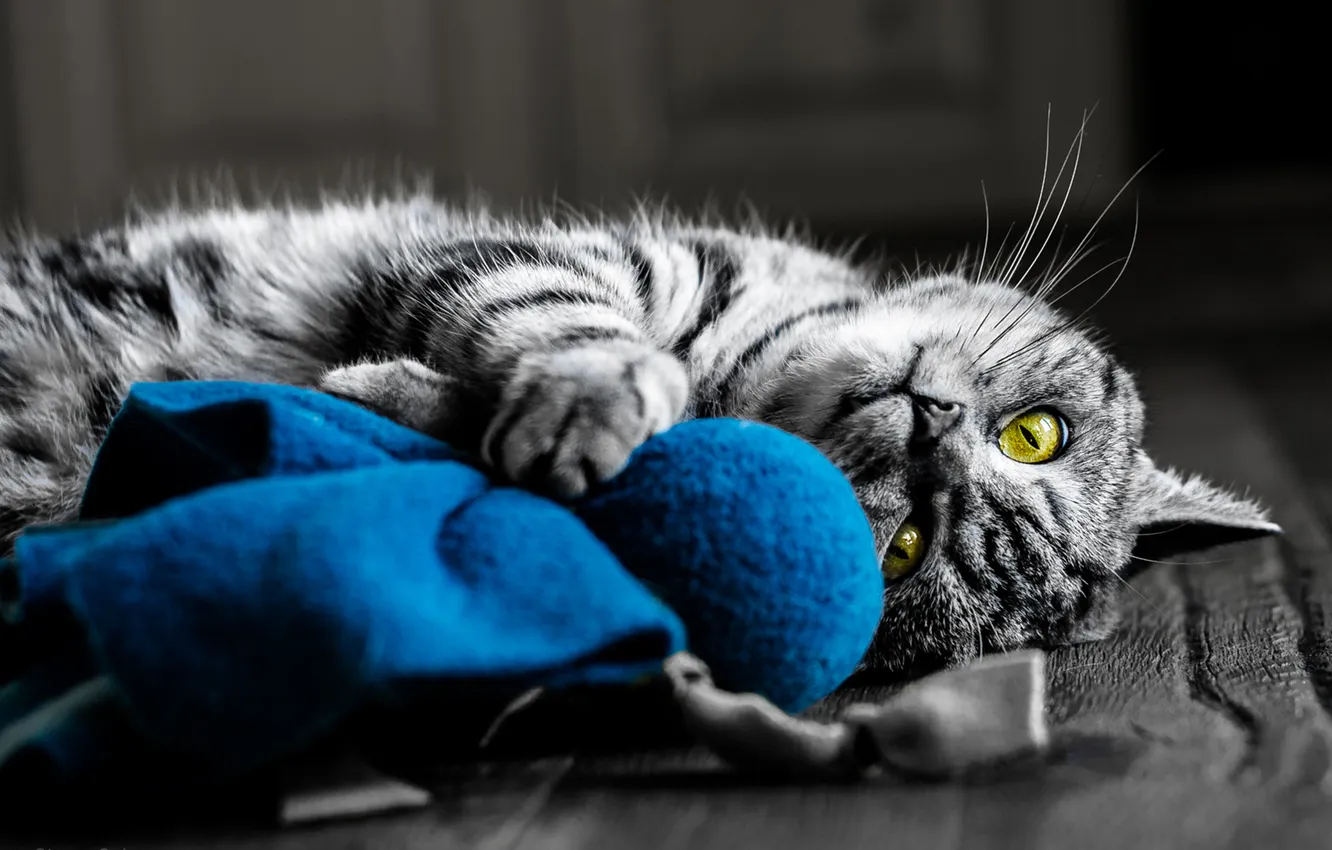 Photo wallpaper cat, eyes, cat, grey background