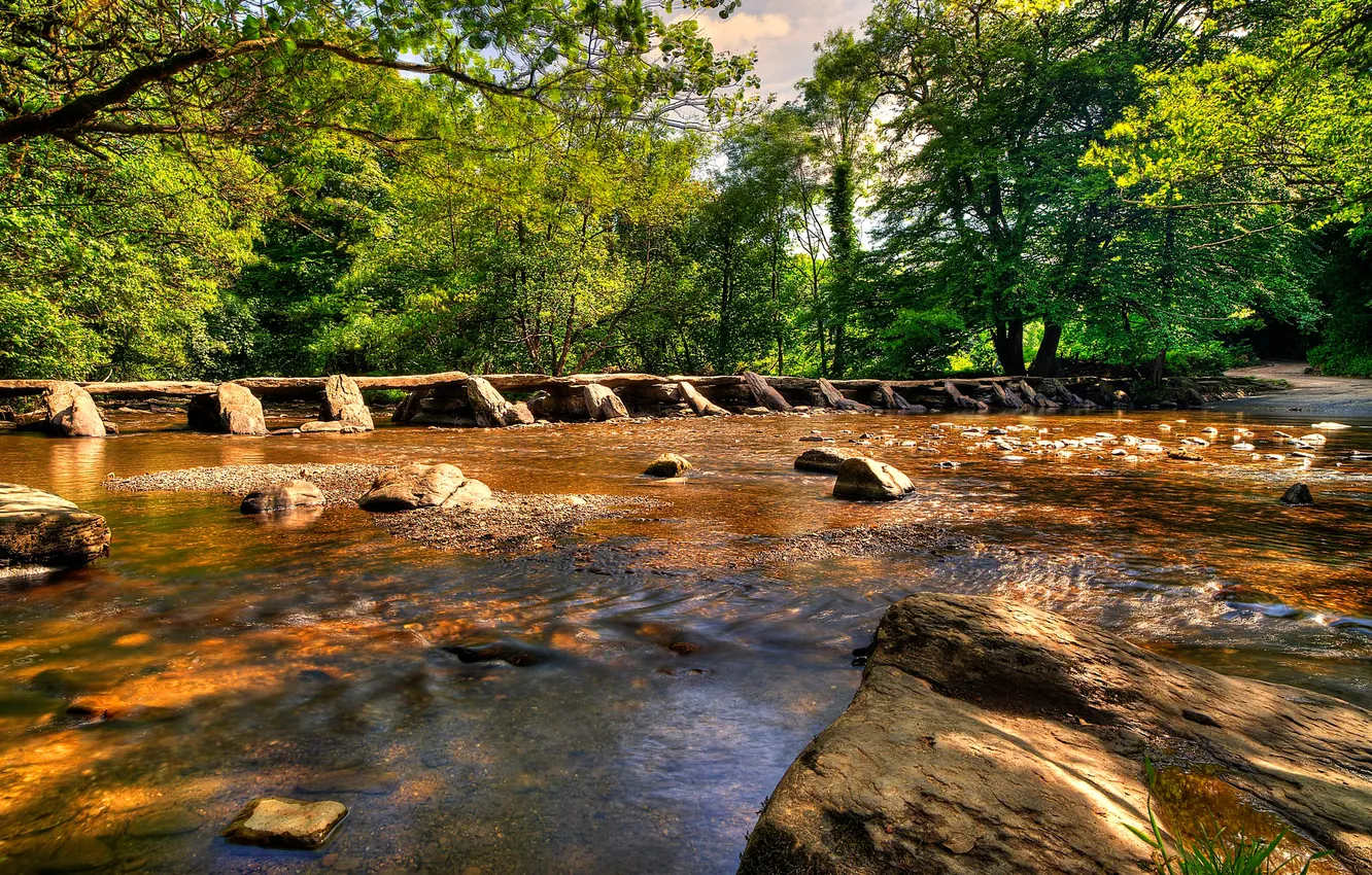 Photo wallpaper forest, trees, river, stones, stream