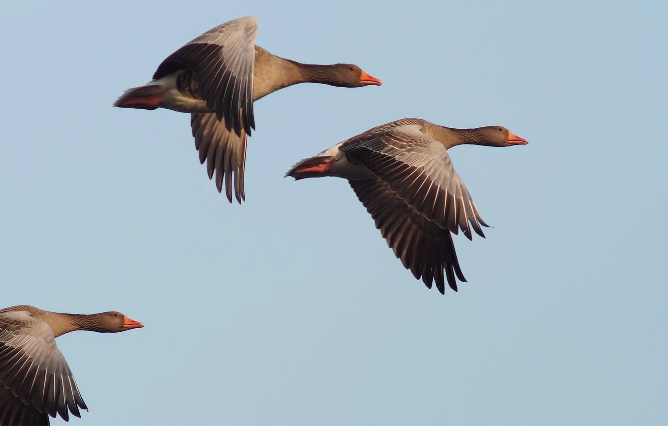 Photo wallpaper the sky, flight, bird, three, geese, flights