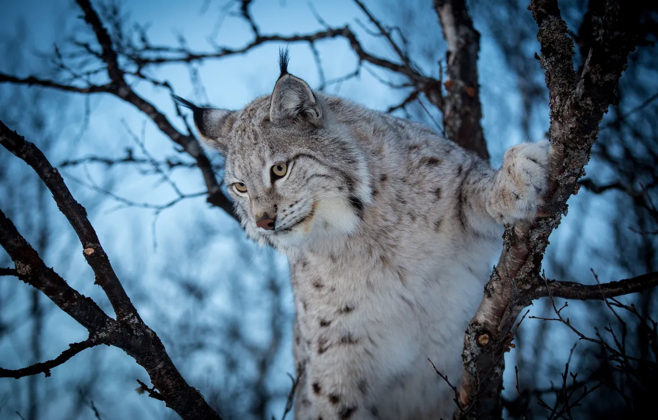 Photo wallpaper winter, forest, trees, lynx, wild cat