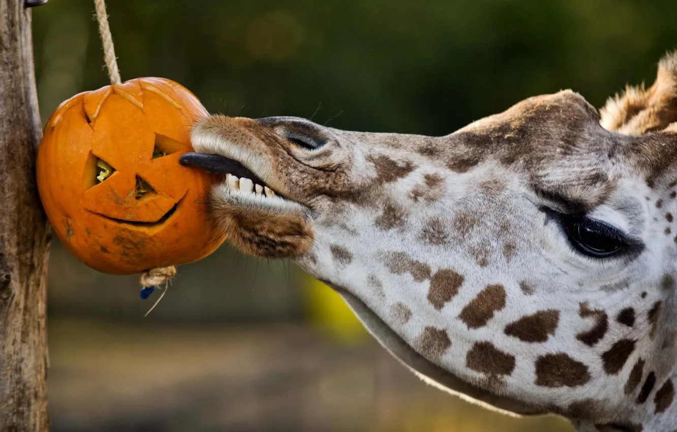 Photo wallpaper language, giraffe, pumpkin, giraffe