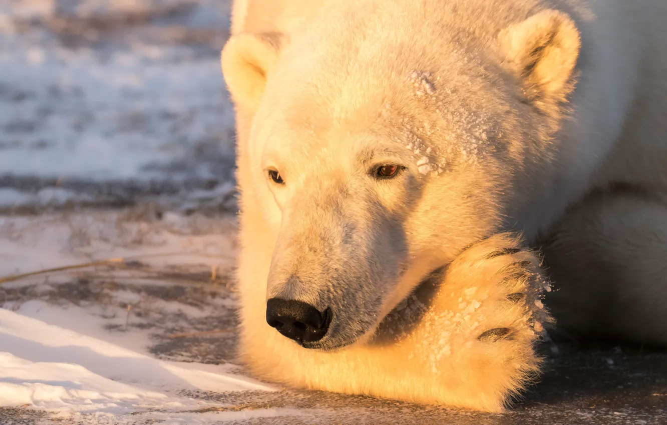 Photo wallpaper light, portrait, bear, polar bear, thought