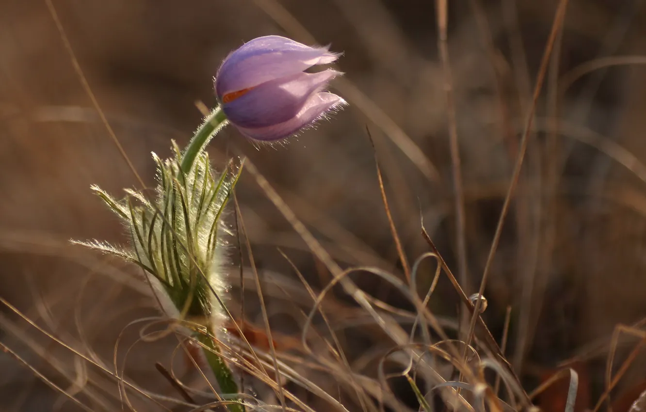 Photo wallpaper flowers, nature, spring