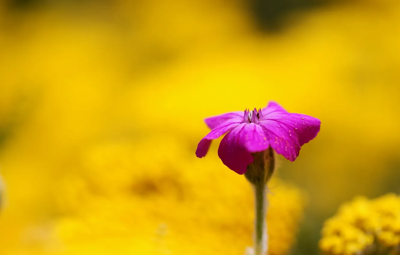 Photo wallpaper flowers, yellow, background, widescreen, Wallpaper, blur, wallpaper, pink