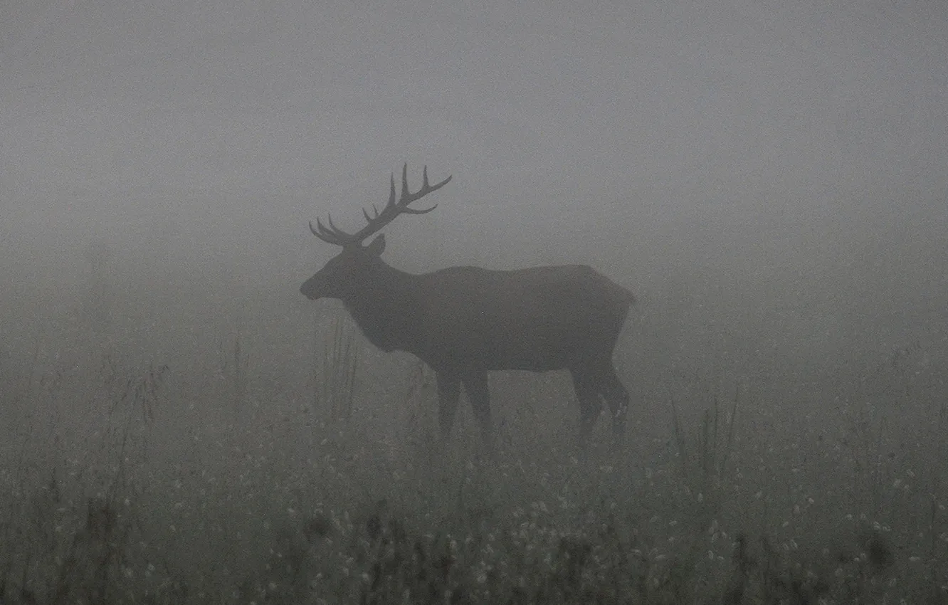 Photo wallpaper misty, ghost, fog, darkness, elk