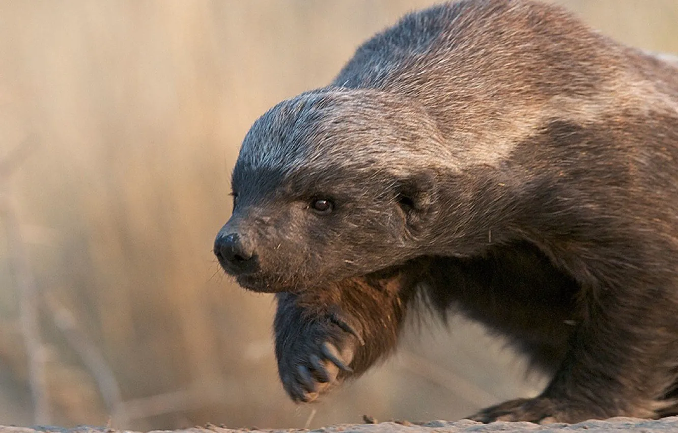 Photo wallpaper animal, wildlife, Honey Badger