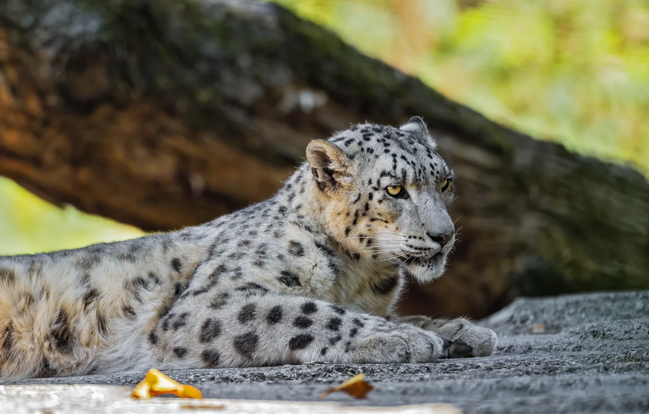 Photo wallpaper nature, lies, IRBIS, snow leopard