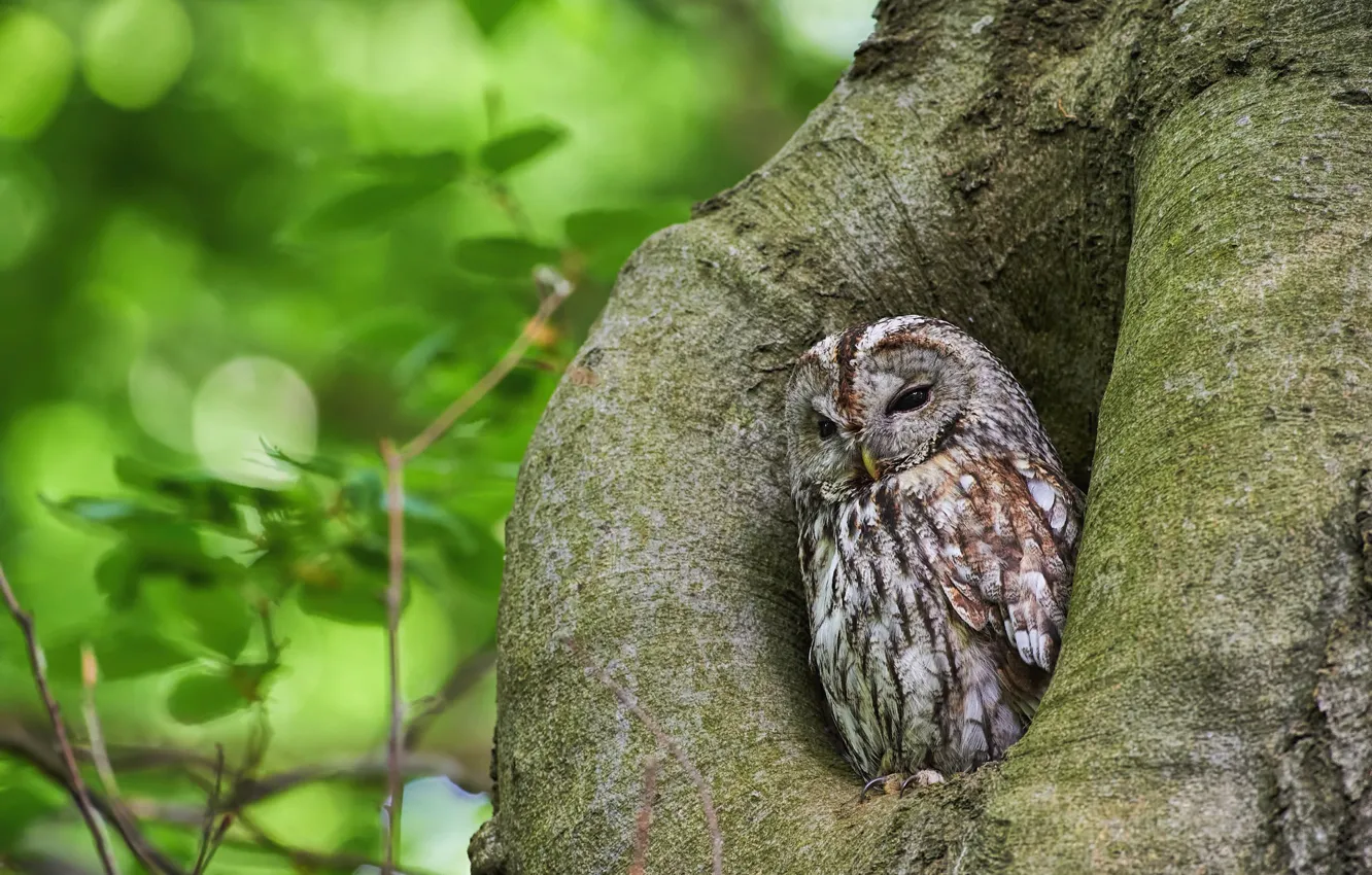 Photo wallpaper leaves, trees, branches, nature, owl, bird, bokeh, the hollow