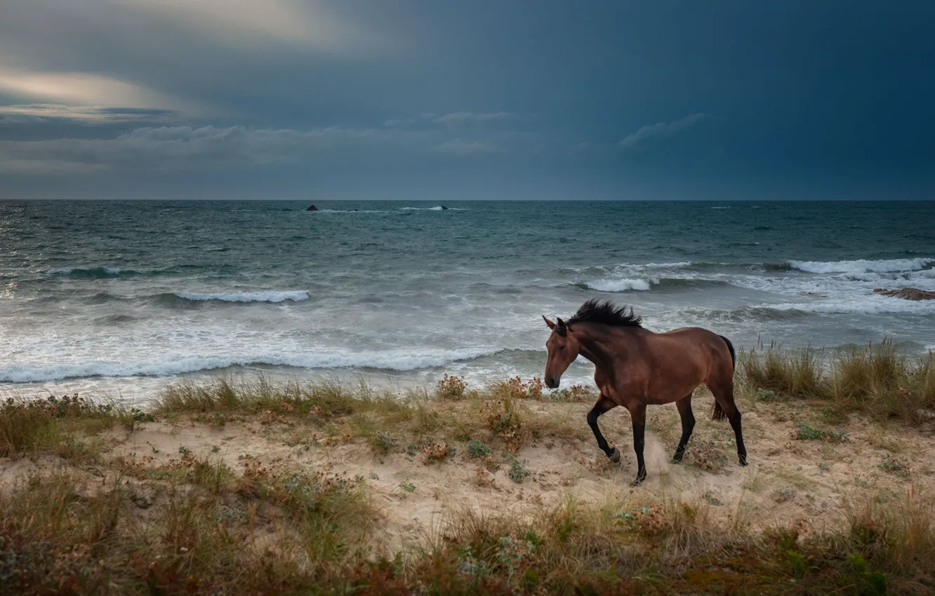 Photo wallpaper sea, nature, horse, shore, horse, surf