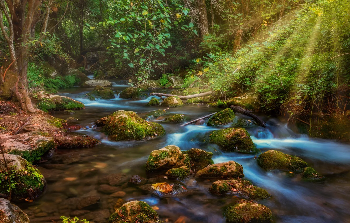 Photo wallpaper forest, water, rays, stream, stones, moss, light, forest