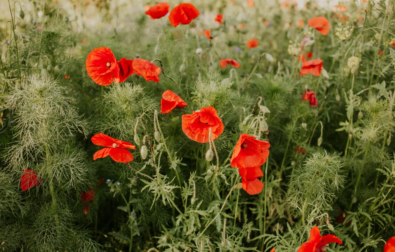 Photo wallpaper summer, flowers, Maki, poppy field