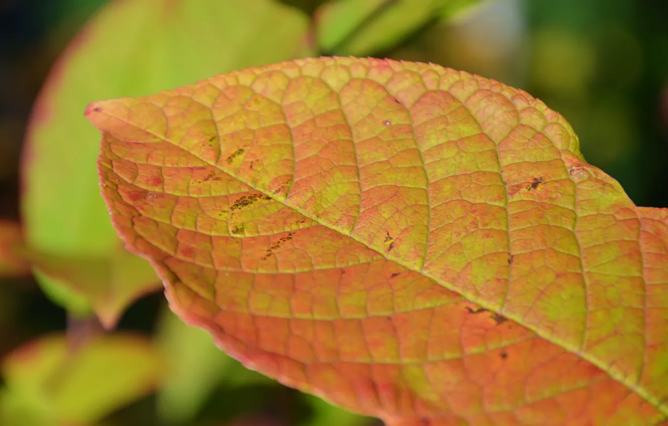 Photo wallpaper autumn, autumn leaf, the mood of autumn