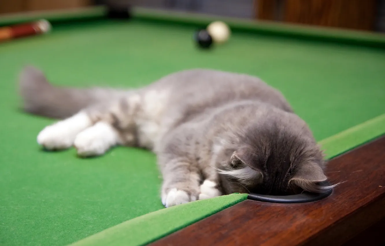 Photo wallpaper Billiards, curiosity, on the table, grey cat