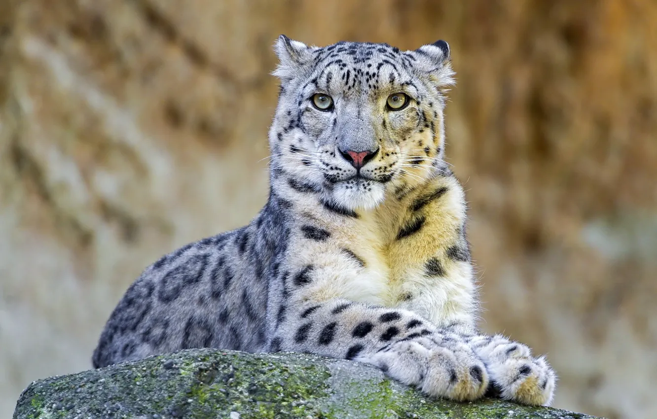 Photo wallpaper face, stay, stone, predator, IRBIS, snow leopard