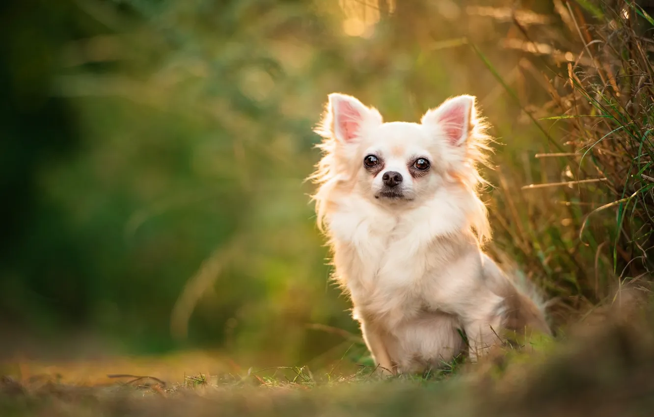 Photo wallpaper nature, dog, Chihuahua