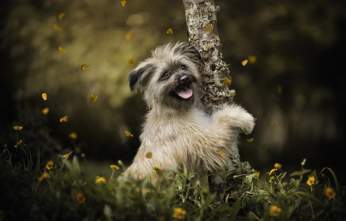 Photo wallpaper look, nature, pose, dog, face