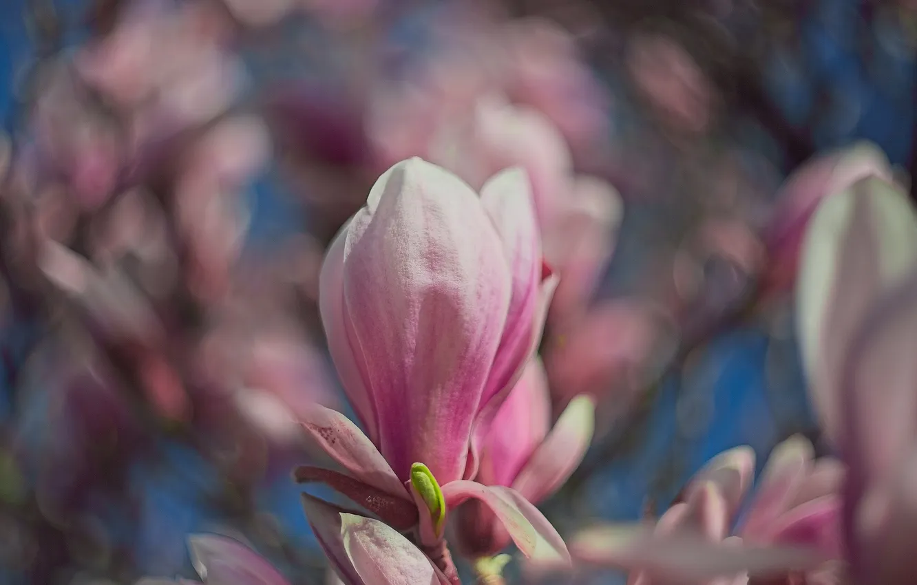 Photo wallpaper flowers, buds, Magnolia
